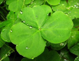 shamrock