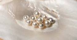 pearls on a shell