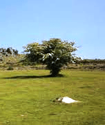 single hawthorn tree