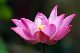 images-lotus