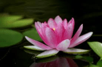 lotus flower