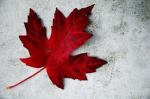 maple leaf