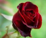 single red rose 3