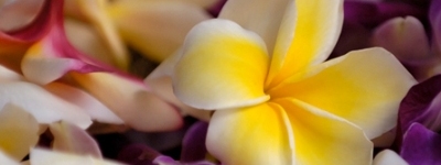 plumeria