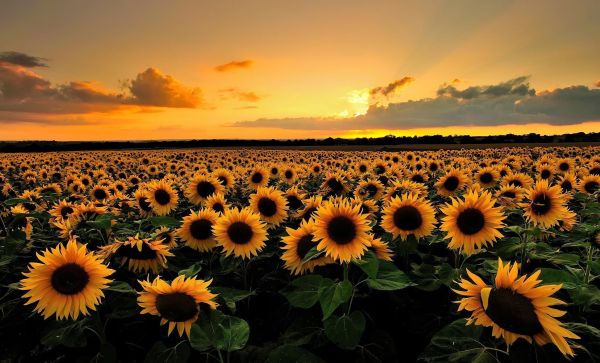 sunflower garden