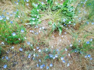little blue and white flowers