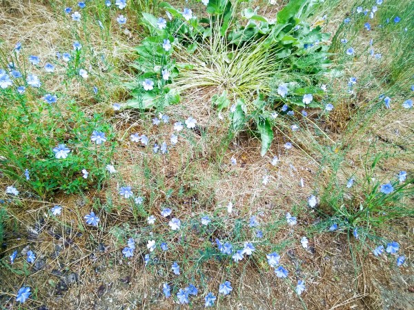 little blue and white flowers