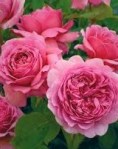 more castellian roses (3)