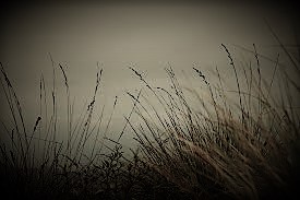 tall grass (3)